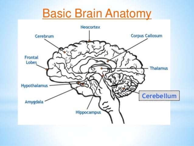 Brain Matters March 5 Inservice Slide 32