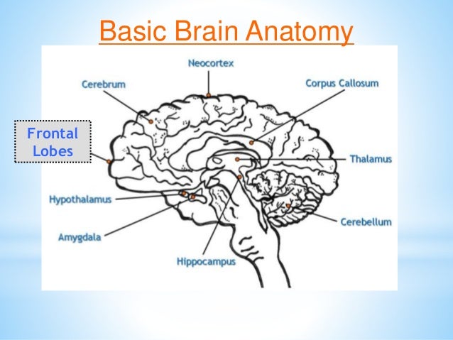 Brain Matters March 5 Inservice Slide 34