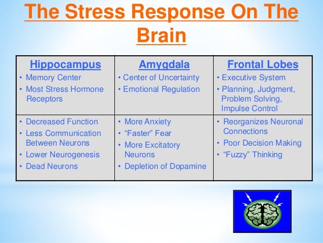 Brain Matters March 5 Inservice Slide 48