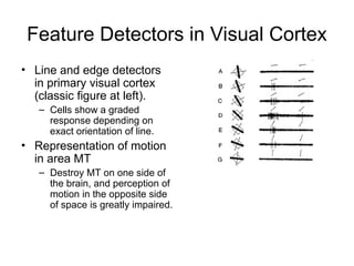 BrainMechanismsofUnconsciousInference interenrence | PPT
