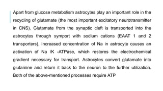 Apart from glucose metabolism astrocytes play an important role in the
recycling of glutamate (the most important excitatory neurotransmitter
in CNS). Glutamate from the synaptic cleft is transported into the
astrocytes through symport with sodium cations (EAAT 1 and 2
transporters). Increased concentration of Na in astrocyte causes an
activation of Na /K -ATPase, which restores the electrochemical
gradient necessary for transport. Astrocytes convert glutamate into
glutamine and return it back to the neuron to the further utilization.
Both of the above-mentioned processes require ATP
 