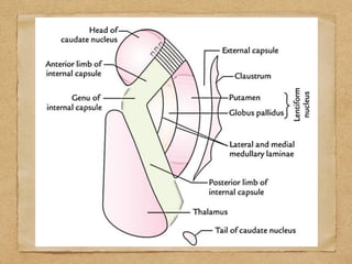 Cardunculus Brain Brain MRI | PDF