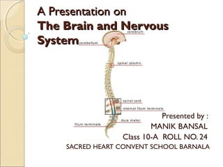 A Presentation on  
The Brain and Nervous
System

Presented by :
MANIK BANSAL
Class 10-A ROLL NO. 24
SACRED HEART CONVENT SCHOOL BARNALA

 