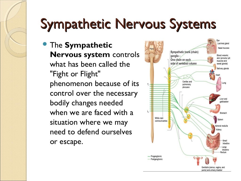 Brain & nervous system