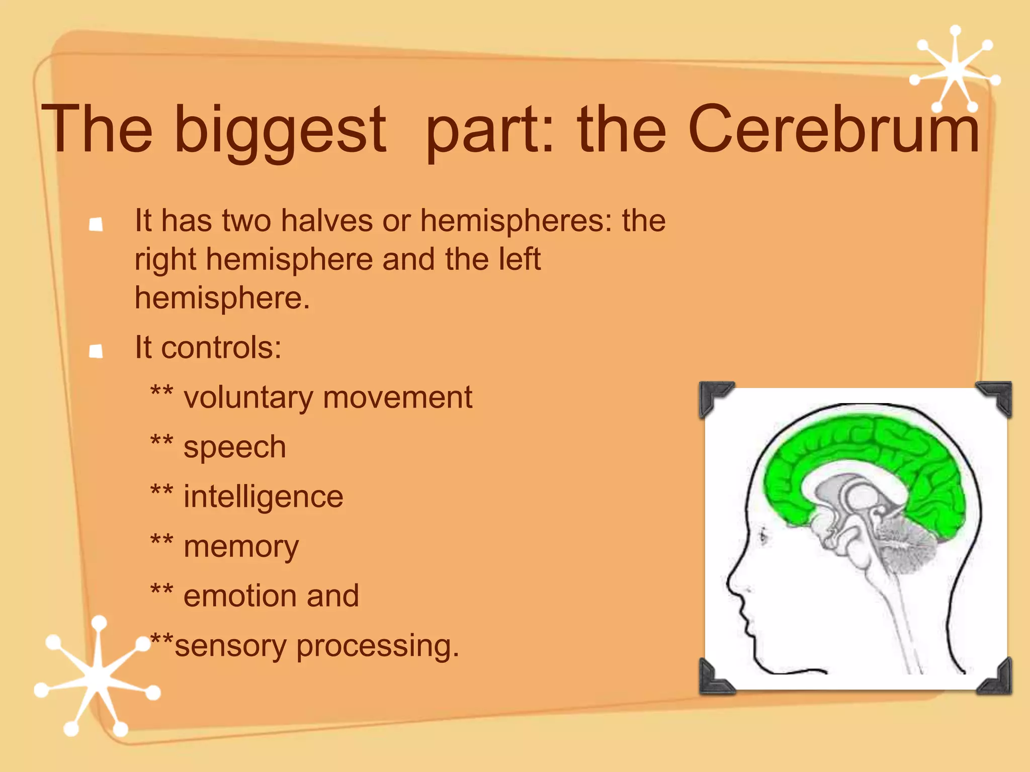 The biggest part: the Cerebrum
  It has two halves or hemispheres: the
  right hemisphere and the left
  hemisphere.
  It controls:
   ** voluntary movement
   ** speech
   ** intelligence
   ** memory
   ** emotion and
   **sensory processing.
 