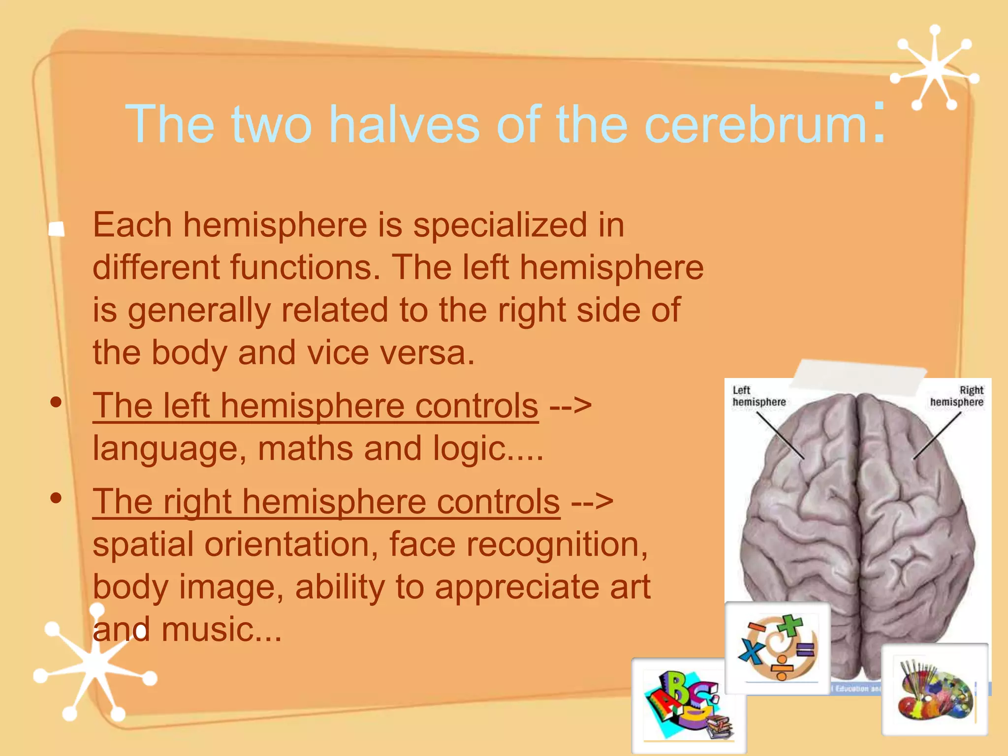 The two halves of the cerebrum:
  Each hemisphere is specialized in
  different functions. The left hemisphere
  is generally related to the right side of
  the body and vice versa.
• The left hemisphere controls -->
  language, maths and logic....
• The right hemisphere controls -->
  spatial orientation, face recognition,
  body image, ability to appreciate art
  and music...
 