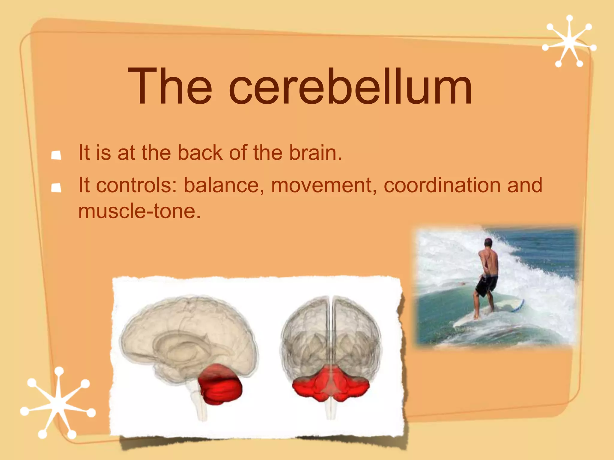 The cerebellum
It is at the back of the brain.
It controls: balance, movement, coordination and
muscle-tone.
 