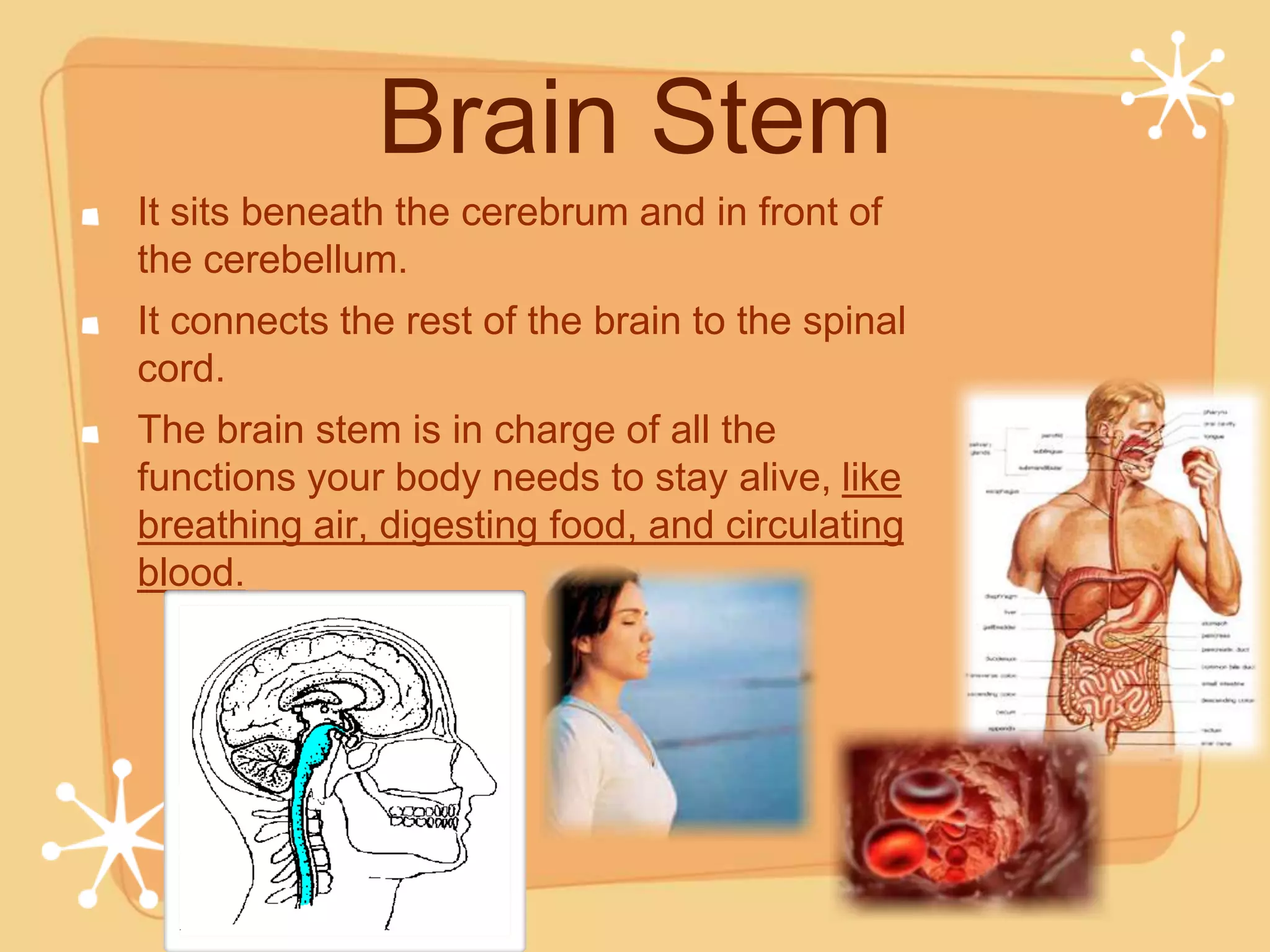 Brain Stem
It sits beneath the cerebrum and in front of
the cerebellum.
It connects the rest of the brain to the spinal
cord.
The brain stem is in charge of all the
functions your body needs to stay alive, like
breathing air, digesting food, and circulating
blood.
 