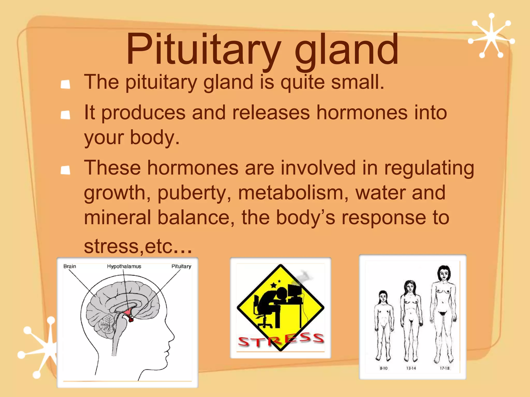 Pituitary gland
The pituitary gland is quite small.
It produces and releases hormones into
your body.
These hormones are involved in regulating
growth, puberty, metabolism, water and
mineral balance, the body’s response to
stress,etc...
 