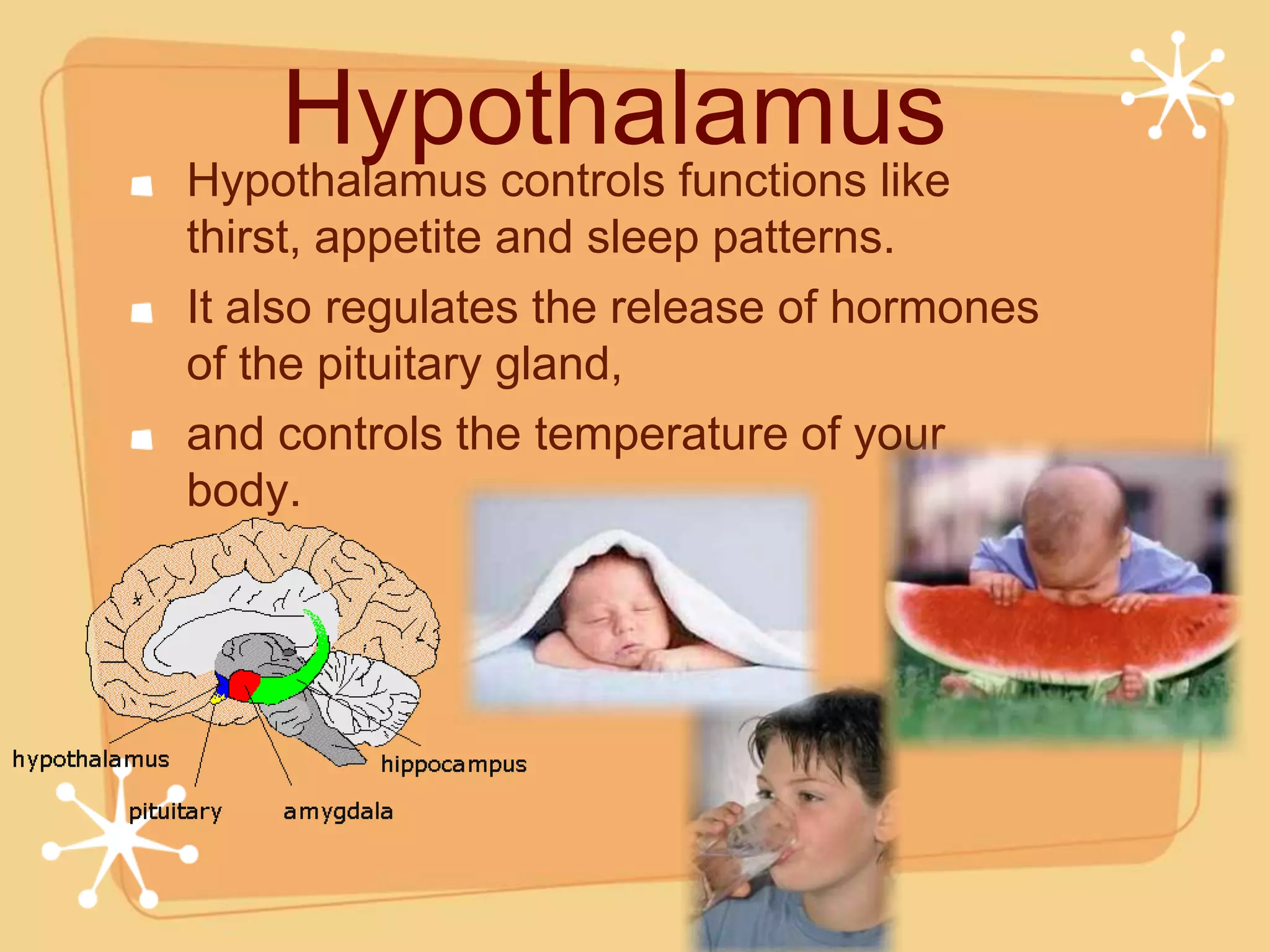 Hypothalamus
Hypothalamus controls functions like
thirst, appetite and sleep patterns.
It also regulates the release of hormones
of the pituitary gland,
and controls the temperature of your
body.
 