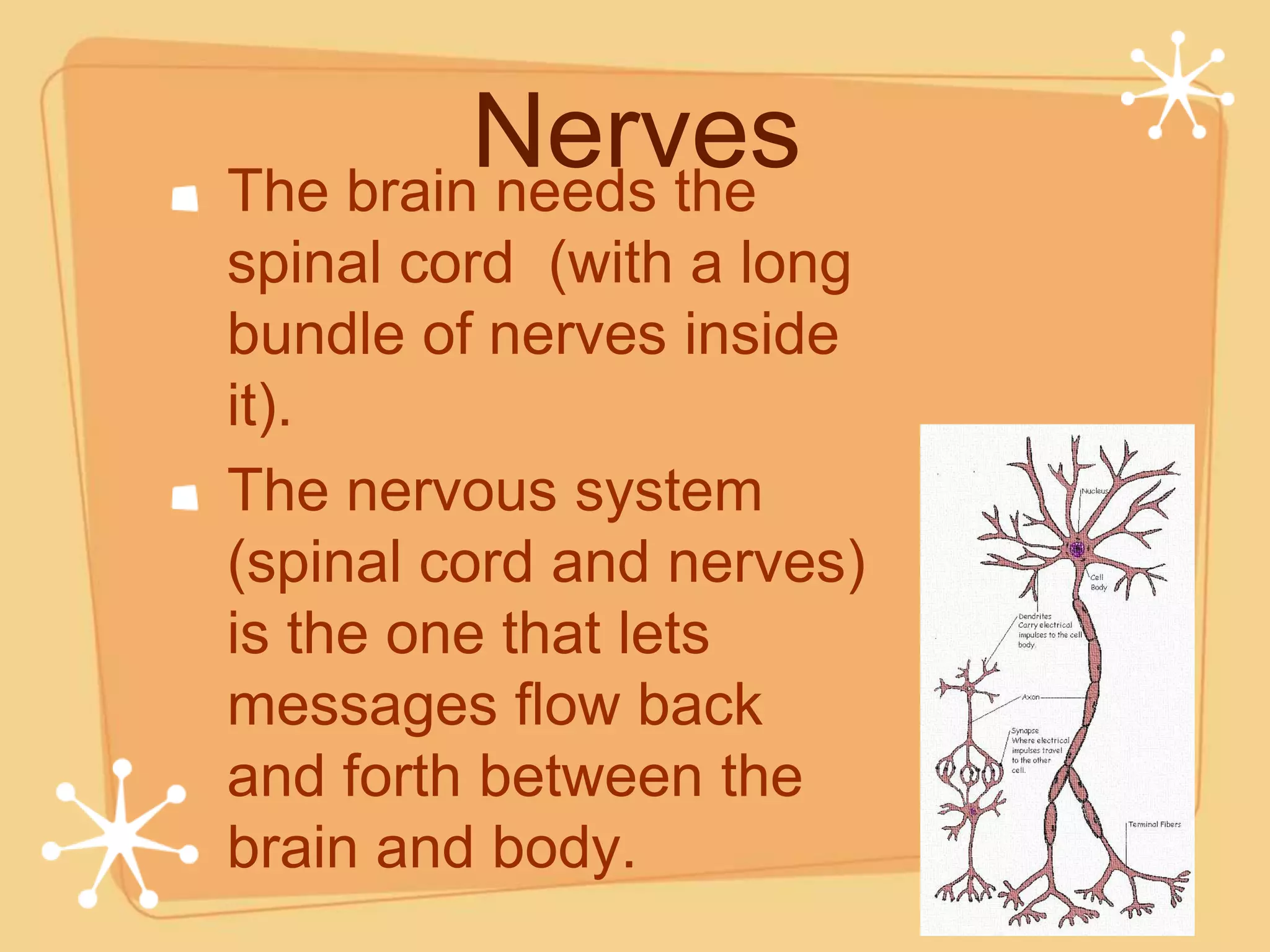 Nerves
The brain needs the
spinal cord (with a long
bundle of nerves inside
it).
The nervous system
(spinal cord and nerves)
is the one that lets
messages flow back
and forth between the
brain and body.
 
