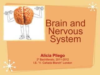 Brain and
         Nervous
          System
     Alicia Pliego
   2º Bachillerato, 2011-2012
I.E. “V. Cañada Blanch” London
 