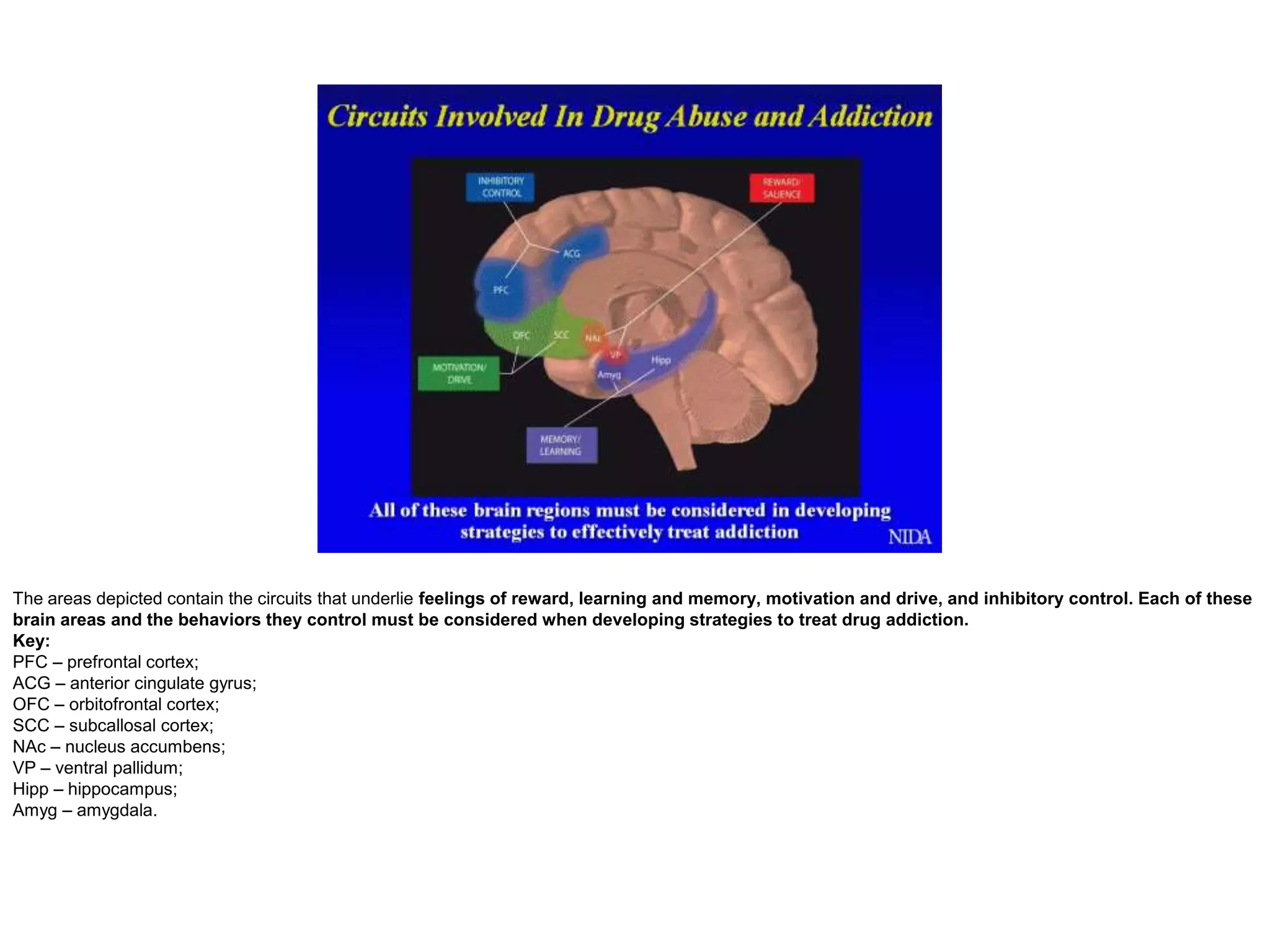 The areas depicted contain the circuits that underlie feelings of reward, learning and memory, motivation and drive, and inhibitory control. Each of these
brain areas and the behaviors they control must be considered when developing strategies to treat drug addiction.
Key:
PFC – prefrontal cortex;
ACG – anterior cingulate gyrus;
OFC – orbitofrontal cortex;
SCC – subcallosal cortex;
NAc – nucleus accumbens;
VP – ventral pallidum;
Hipp – hippocampus;
Amyg – amygdala.
 