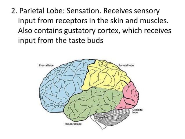 Brain notes projects | PPT