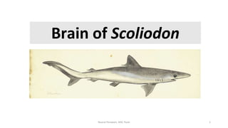 Brain of Scoliodon
Nusrat Perween, AISC Pune 1
 