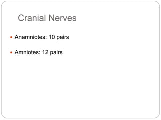 Brain of vertebrates | PPTX