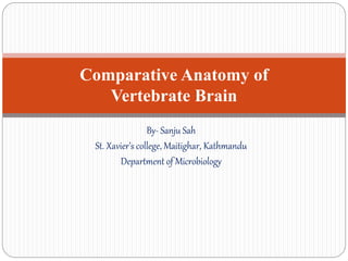 By- Sanju Sah
St. Xavier’s college, Maitighar, Kathmandu
Department of Microbiology
Comparative Anatomy of
Vertebrate Brain
 