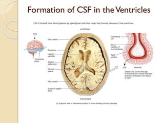 Cs Brain Function Brain Organization .pdf
