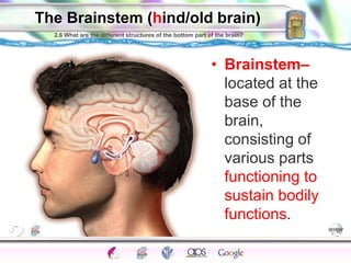 The Brainstem (hind/old brain) 
2.6 What are the different structures of the bottom part of the brain? 
• Brainstem– 
located at the 
base of the 
brain, 
consisting of 
various parts 
functioning to 
sustain bodily 
functions. 
Peripheral Autonomic 
Central Structure Action Synapse Reflex 
Peeking Hind Limbic Lobes Motor Split 
Hormones 
 