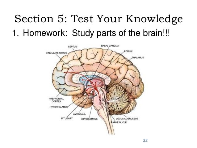 Brain Parts Ss Brain Parts Ss