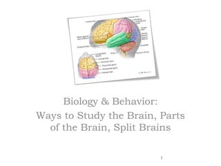 Biology & Behavior: 
Ways to Study the Brain, Parts 
of the Brain, Split Brains 
1 
 