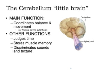 Biological Bases of Behavior: Parts of Brain | PPTX