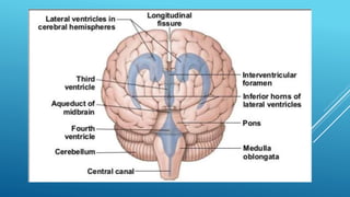 Brain perfusion nuclear medicine