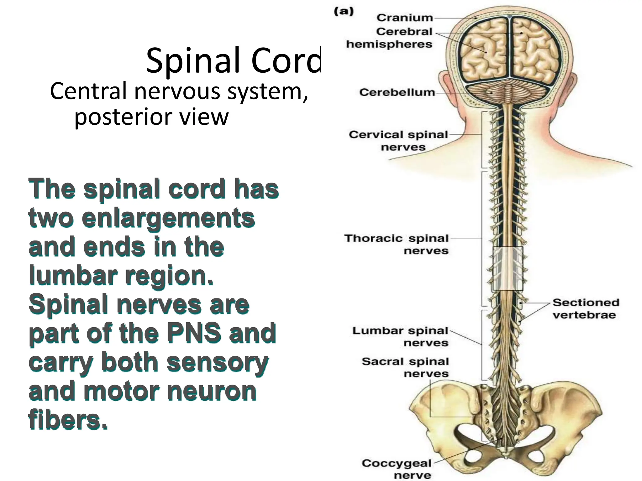 Spinal Cord: Overview
Central nervous system,
posterior view
Figure 9-4a
The spinal cord has
two enlargements
and ends in the
lumbar region.
Spinal nerves are
part of the PNS and
carry both sensory
and motor neuron
fibers.
 