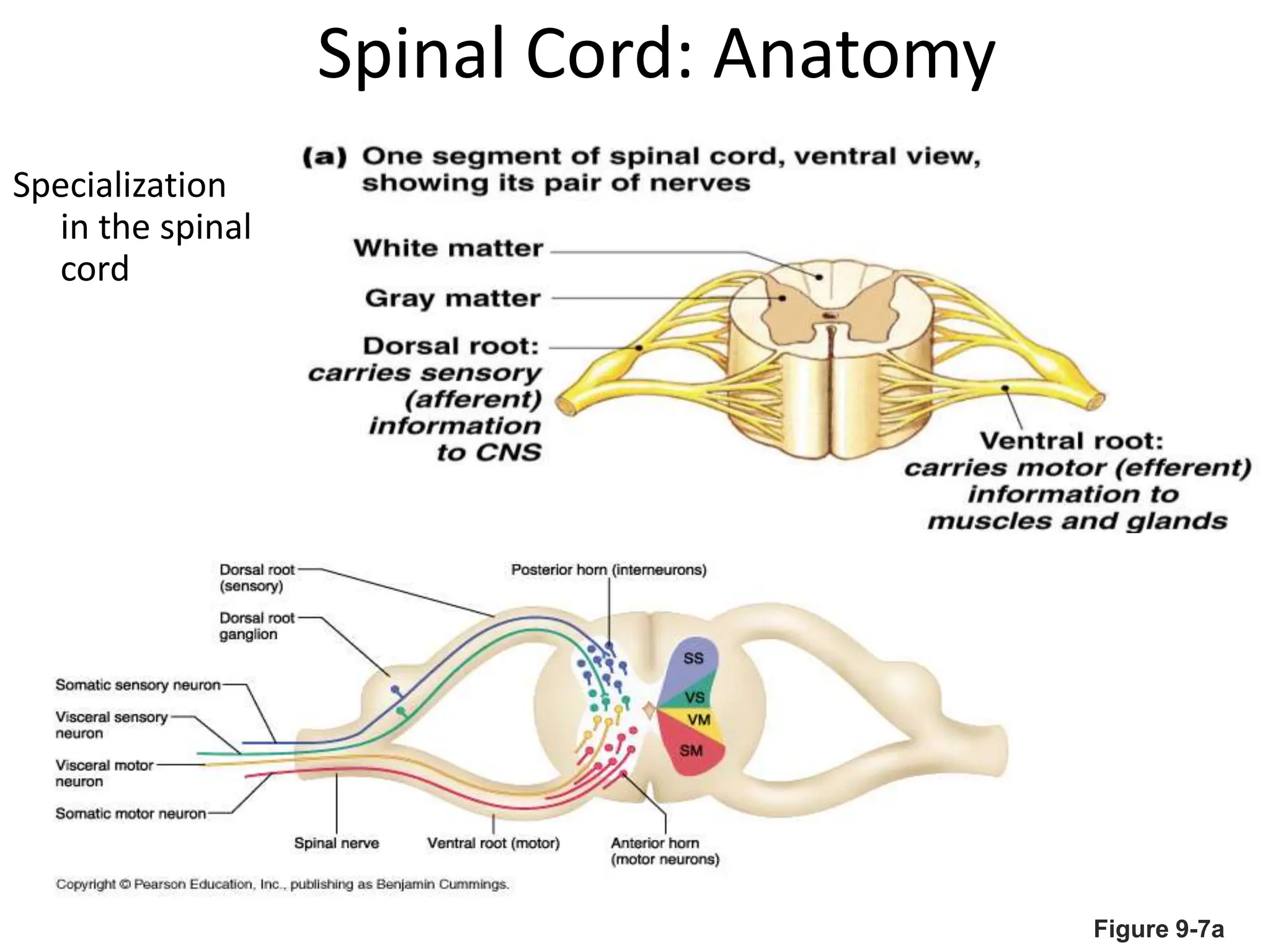 Spinal Cord: Anatomy
Specialization
in the spinal
cord
Figure 9-7a
 