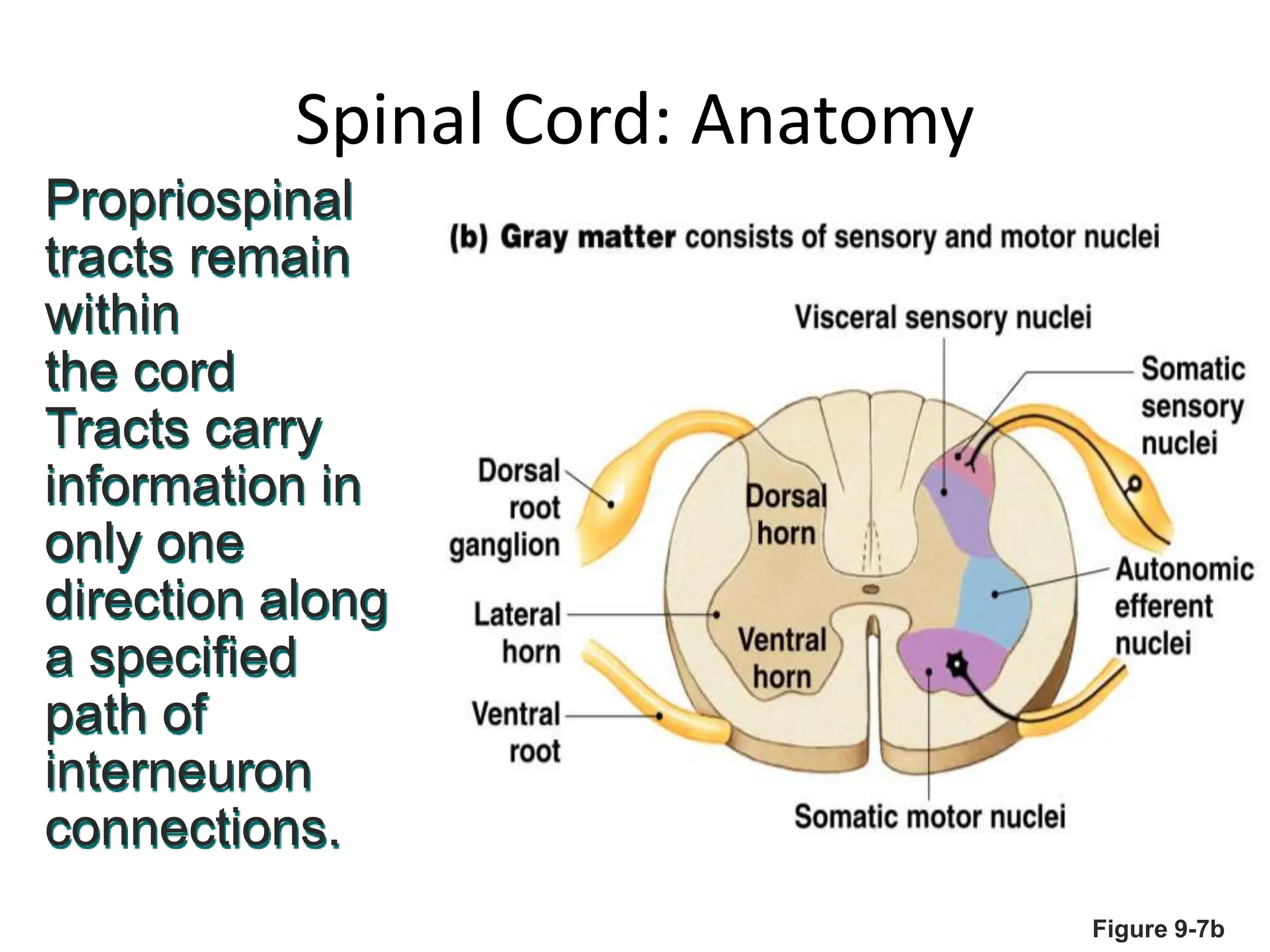 Spinal Cord: Anatomy
Figure 9-7b
Propriospinal
tracts remain
within
the cord
Tracts carry
information in
only one
direction along
a specified
path of
interneuron
connections.
 