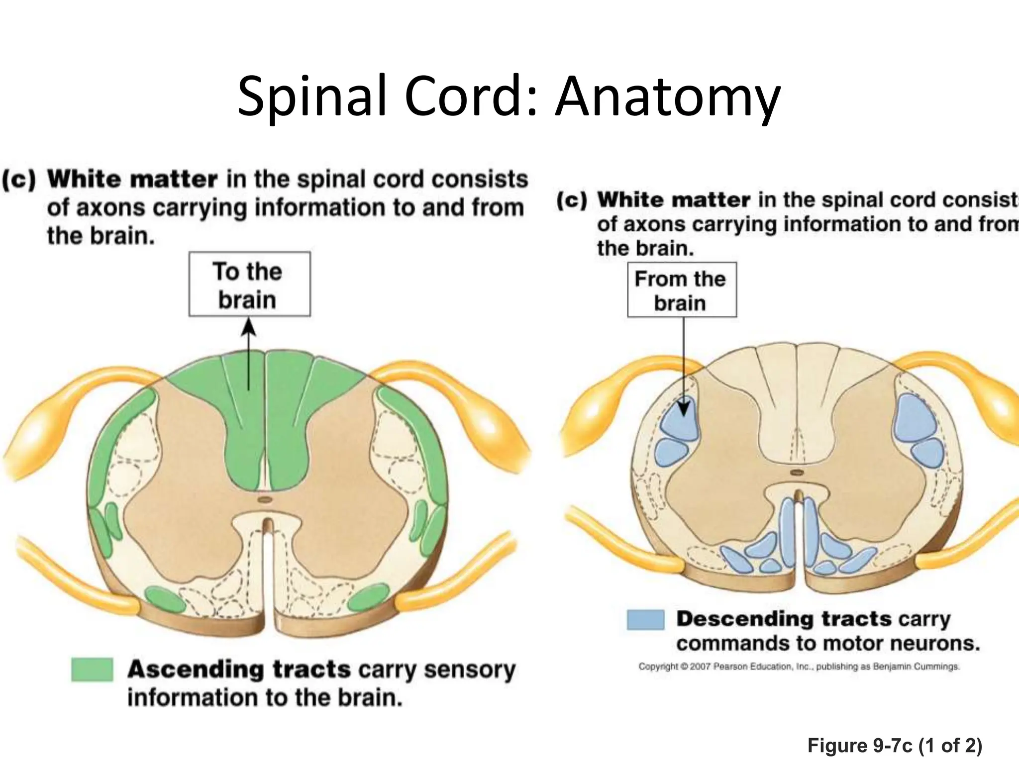 Figure 9-7c (1 of 2)
Spinal Cord: Anatomy
 