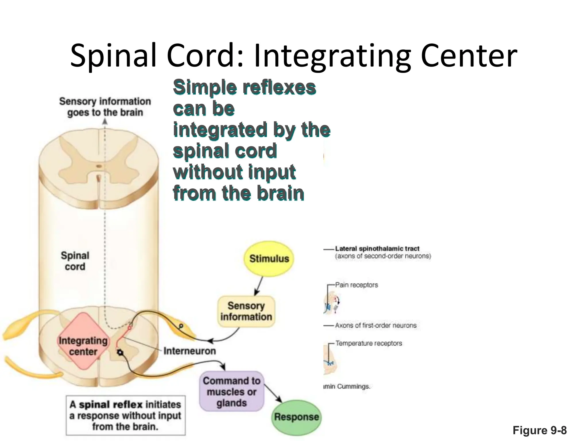 Spinal Cord: Integrating Center
Figure 9-8
Simple reflexes
can be
integrated by the
spinal cord
without input
from the brain
 