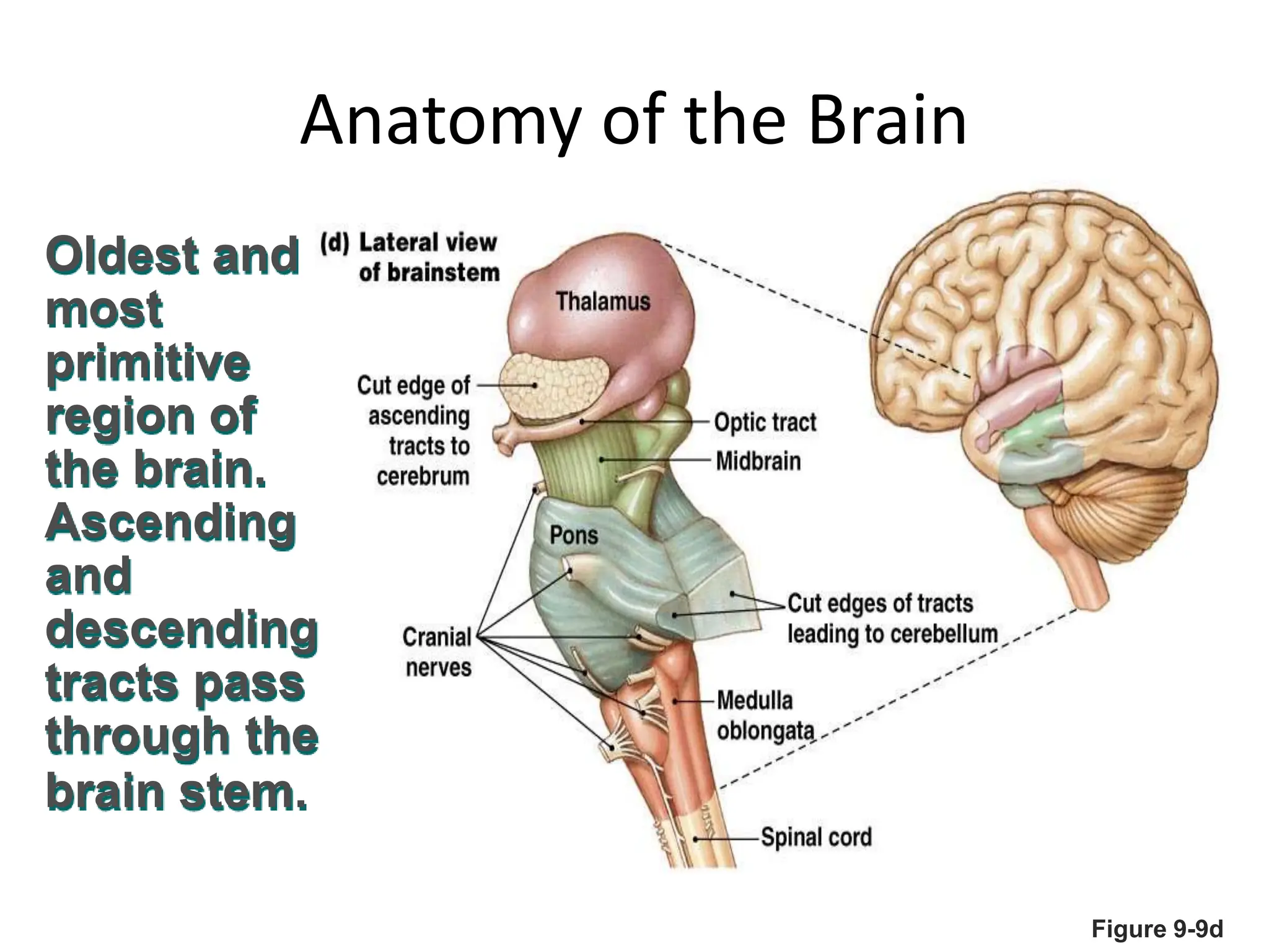 Figure 9-9d
Anatomy of the Brain
Oldest and
most
primitive
region of
the brain.
Ascending
and
descending
tracts pass
through the
brain stem.
 