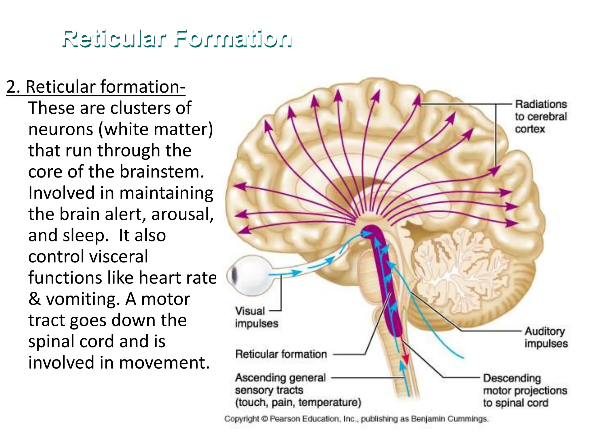2. Reticular formation-
These are clusters of
neurons (white matter)
that run through the
core of the brainstem.
Involved in maintaining
the brain alert, arousal,
and sleep. It also
control visceral
functions like heart rate
& vomiting. A motor
tract goes down the
spinal cord and is
involved in movement.
Reticular Formation
 