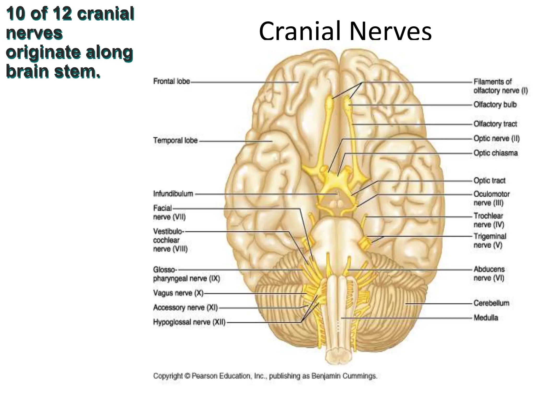 Cranial Nerves
10 of 12 cranial
nerves
originate along
brain stem.
 