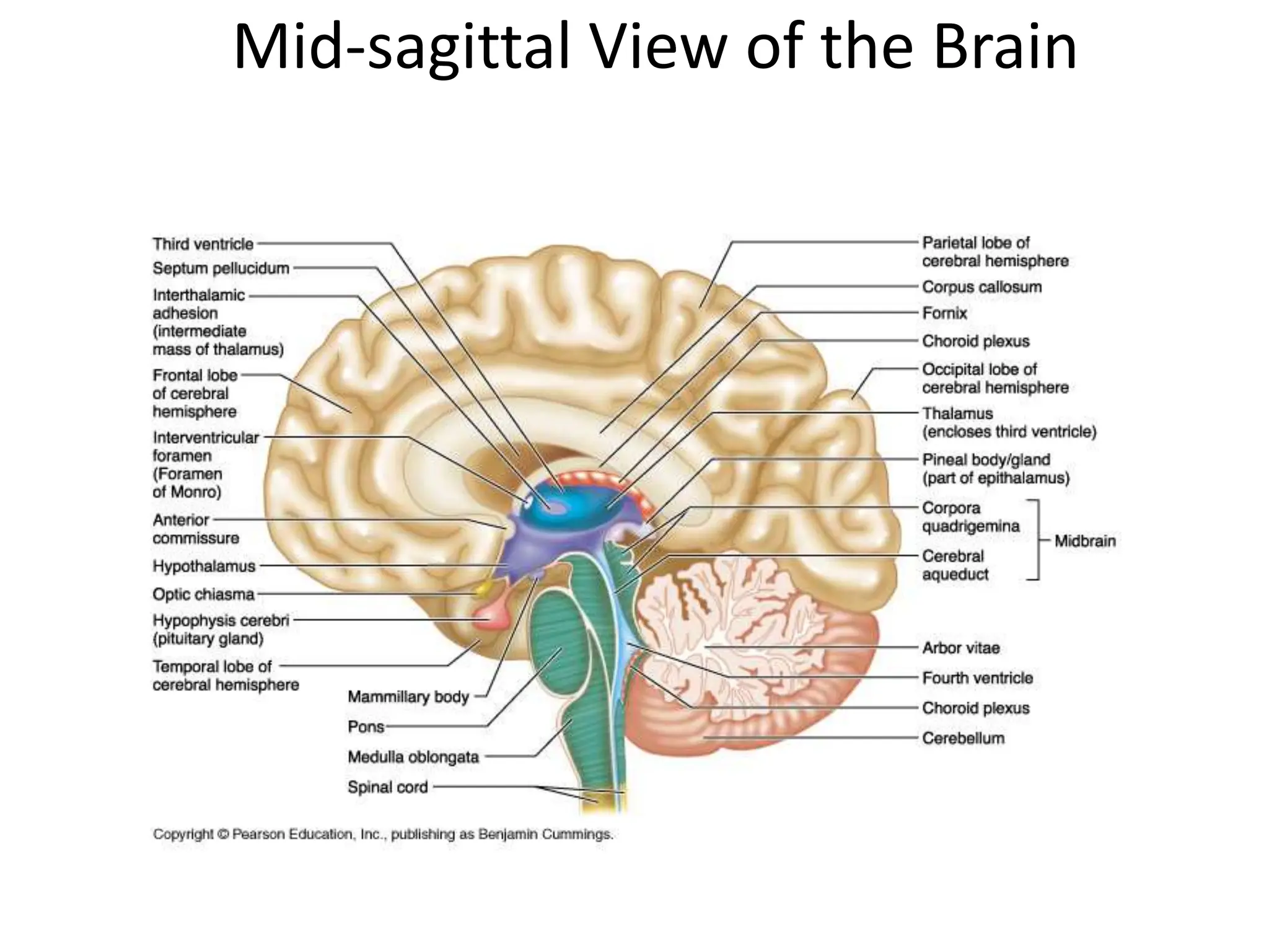 Mid-sagittal View of the Brain
 