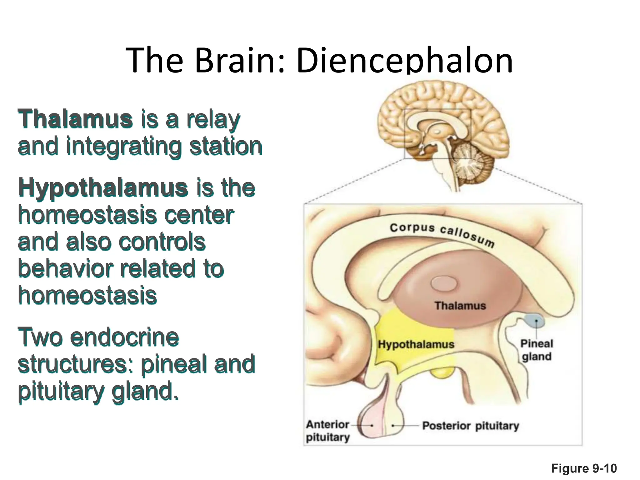 The Brain: Diencephalon
Figure 9-10
Thalamus is a relay
and integrating station
Hypothalamus is the
homeostasis center
and also controls
behavior related to
homeostasis
Two endocrine
structures: pineal and
pituitary gland.
 