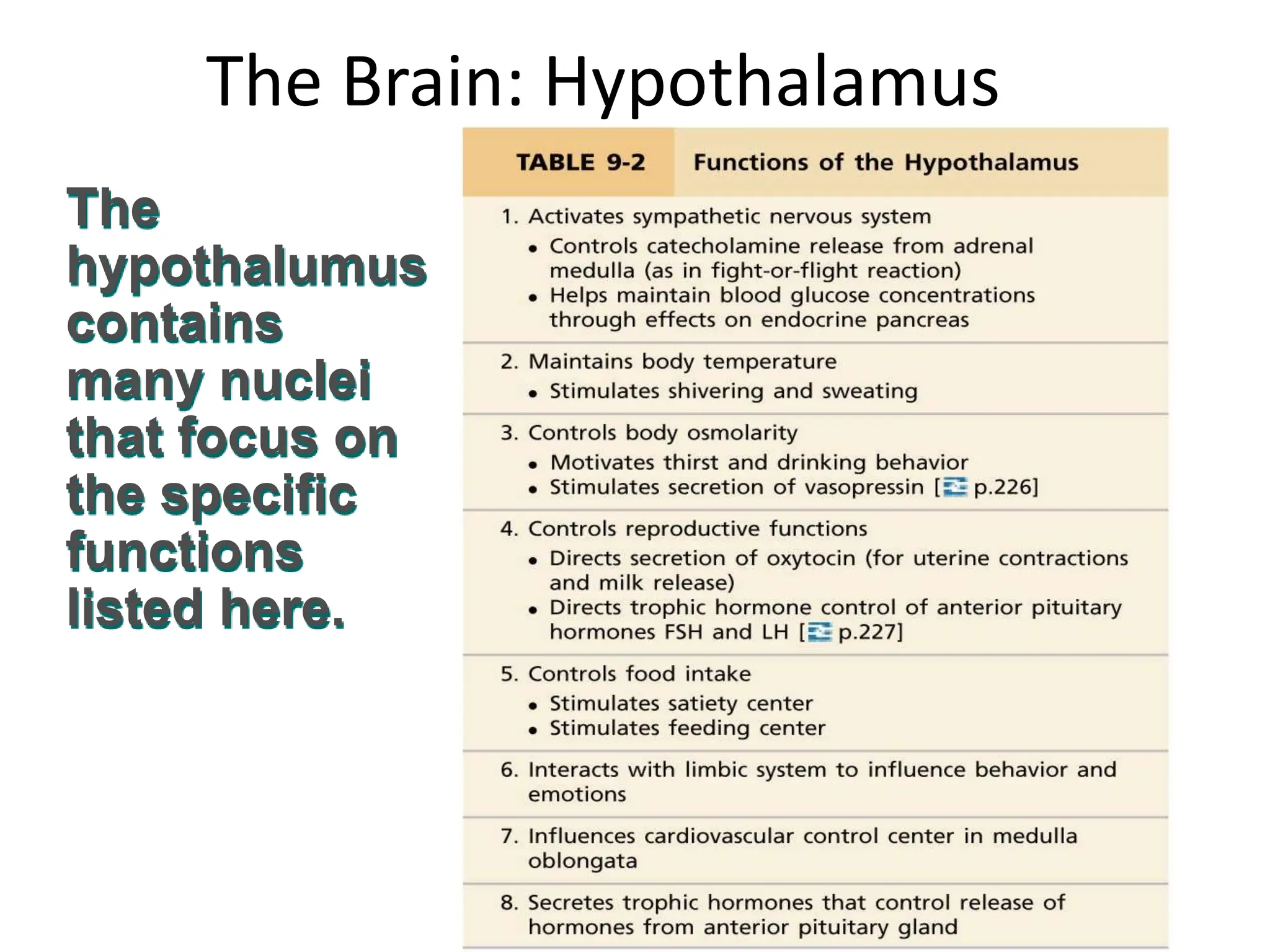 The Brain: Hypothalamus
The
hypothalumus
contains
many nuclei
that focus on
the specific
functions
listed here.
 