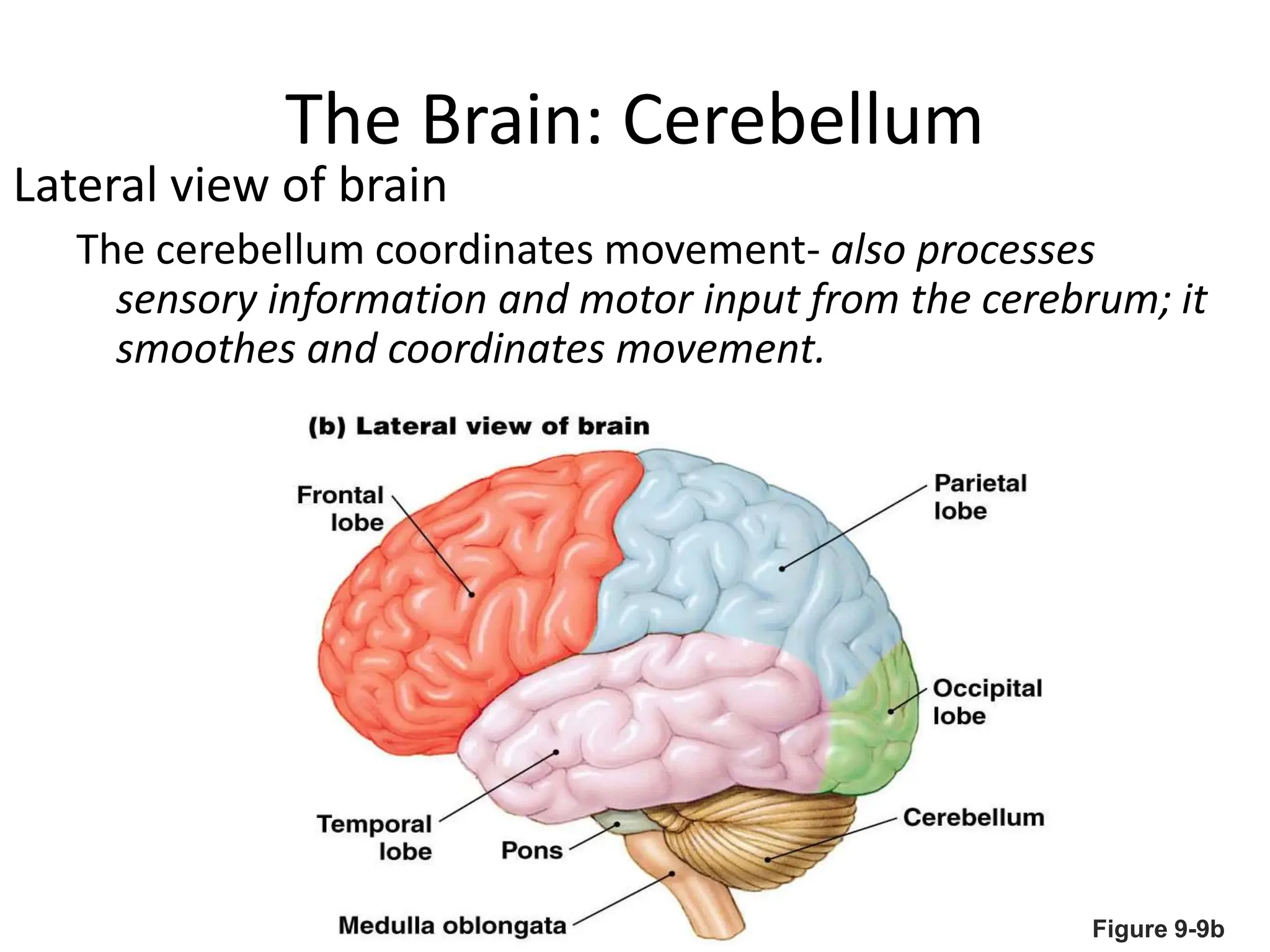 The Brain: Cerebellum
Lateral view of brain
The cerebellum coordinates movement- also processes
sensory information and motor input from the cerebrum; it
smoothes and coordinates movement.
Figure 9-9b
 