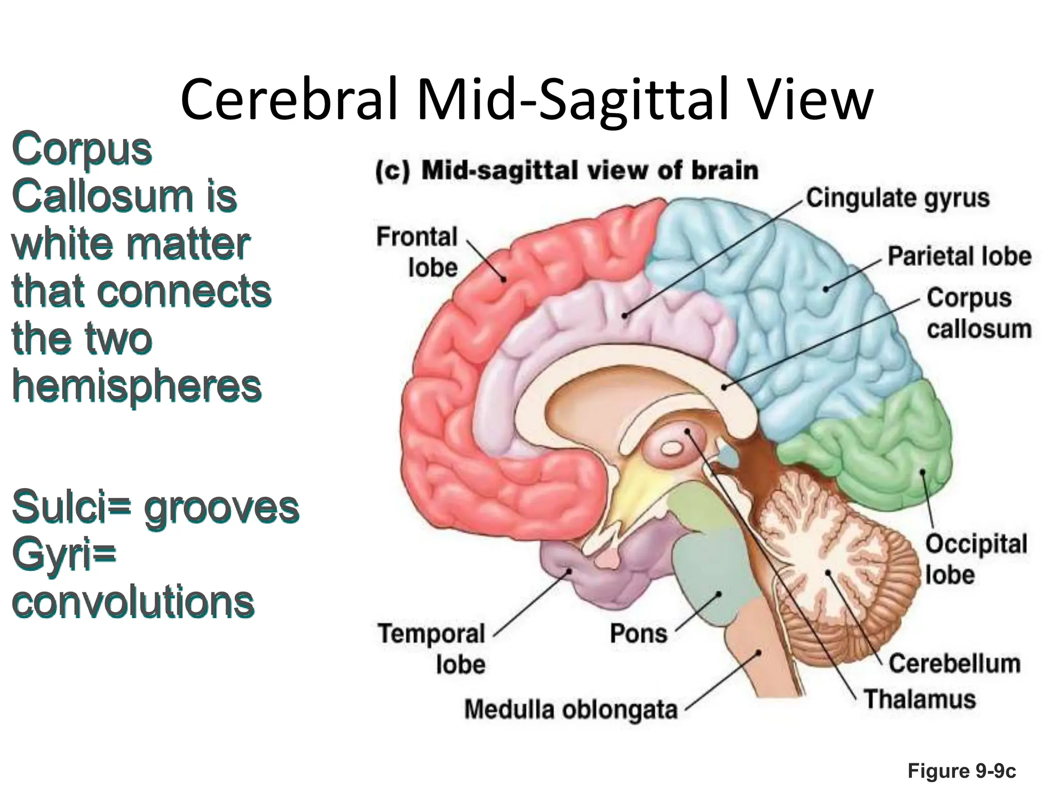 Figure 9-9c
Cerebral Mid-Sagittal View
Corpus
Callosum is
white matter
that connects
the two
hemispheres
Sulci= grooves
Gyri=
convolutions
 