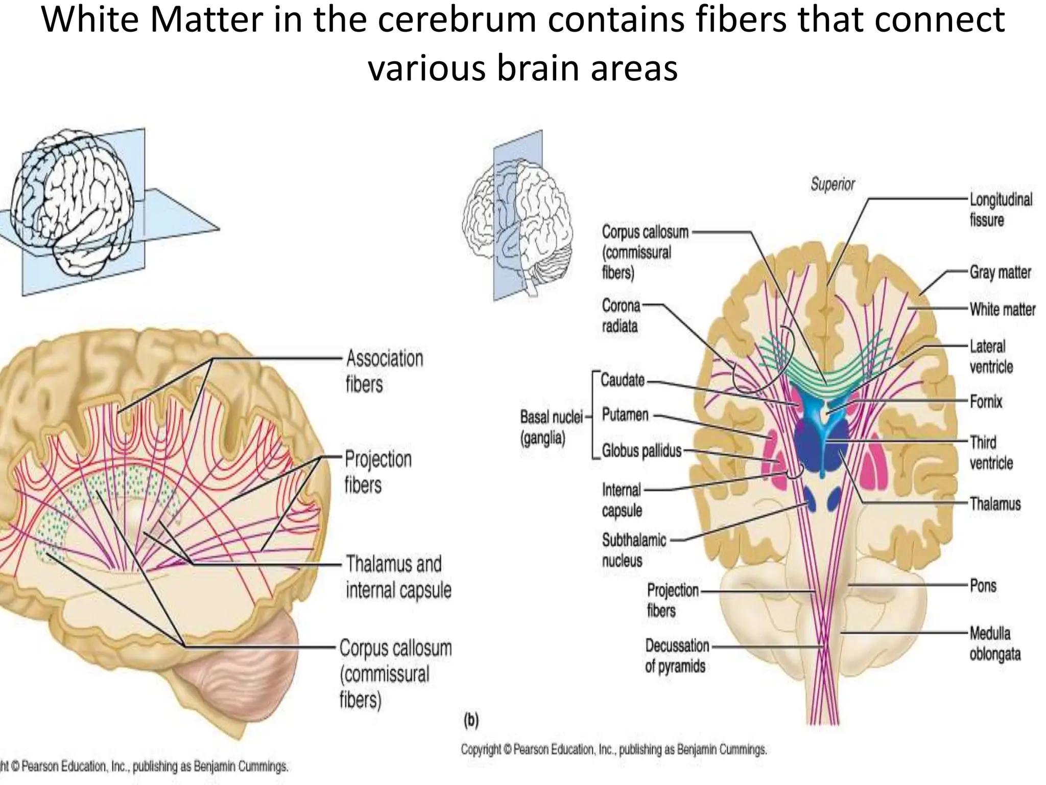 White Matter in the cerebrum contains fibers that connect
various brain areas
 