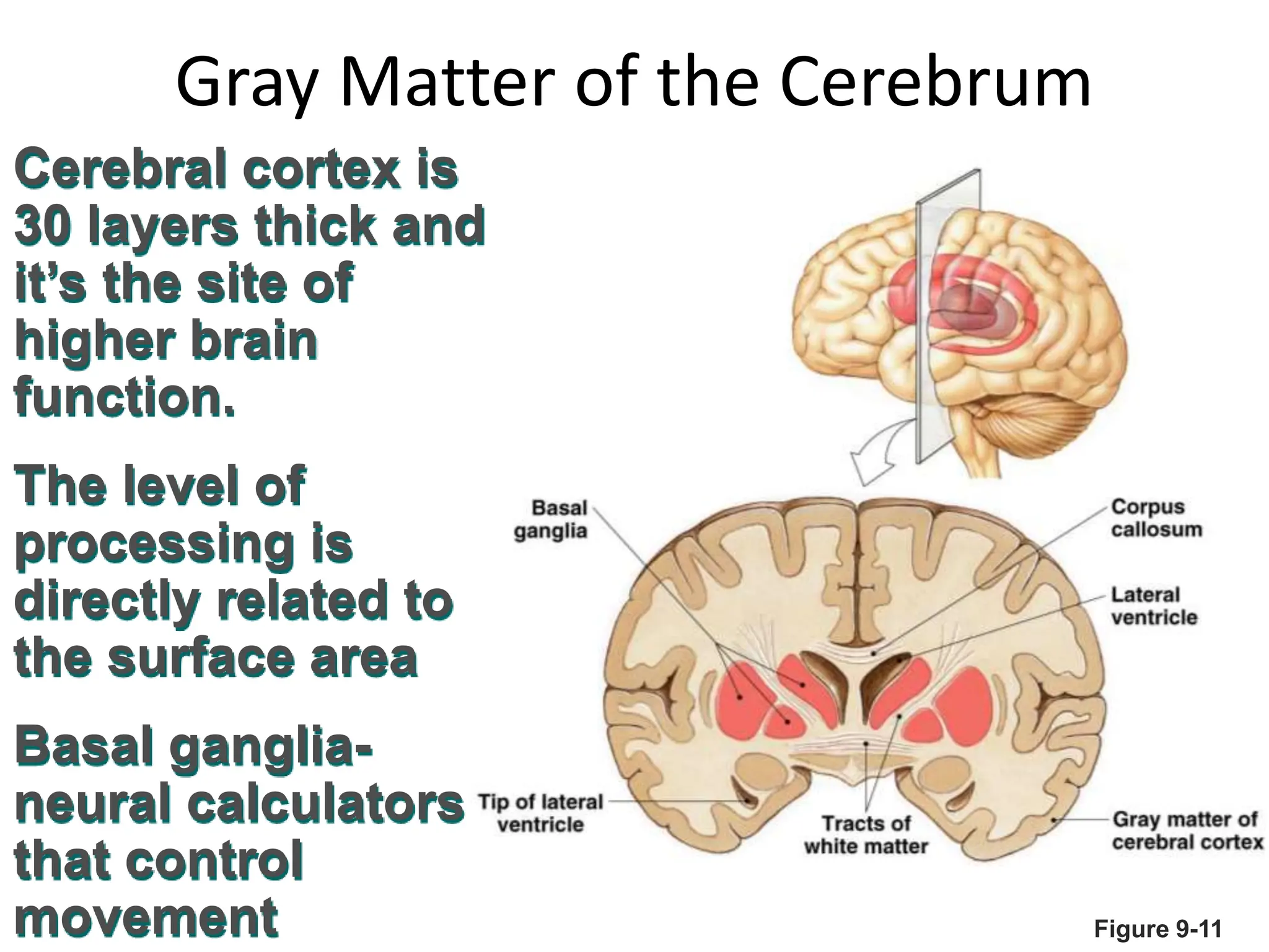 Gray Matter of the Cerebrum
Figure 9-11
Cerebral cortex is
30 layers thick and
it’s the site of
higher brain
function.
The level of
processing is
directly related to
the surface area
Basal ganglia-
neural calculators
that control
movement
 