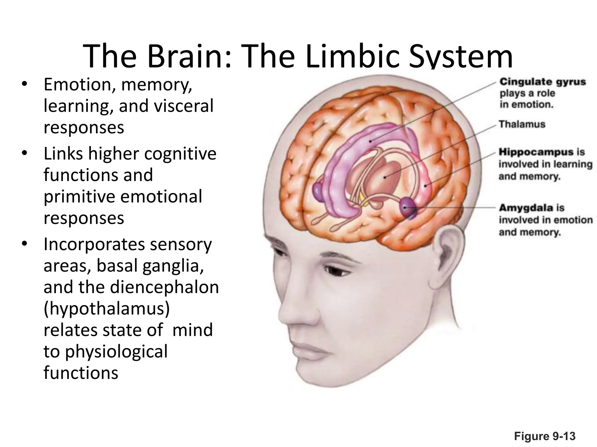 The Brain: The Limbic System
• Emotion, memory,
learning, and visceral
responses
• Links higher cognitive
functions and
primitive emotional
responses
• Incorporates sensory
areas, basal ganglia,
and the diencephalon
(hypothalamus)
relates state of mind
to physiological
functions
Figure 9-13
 