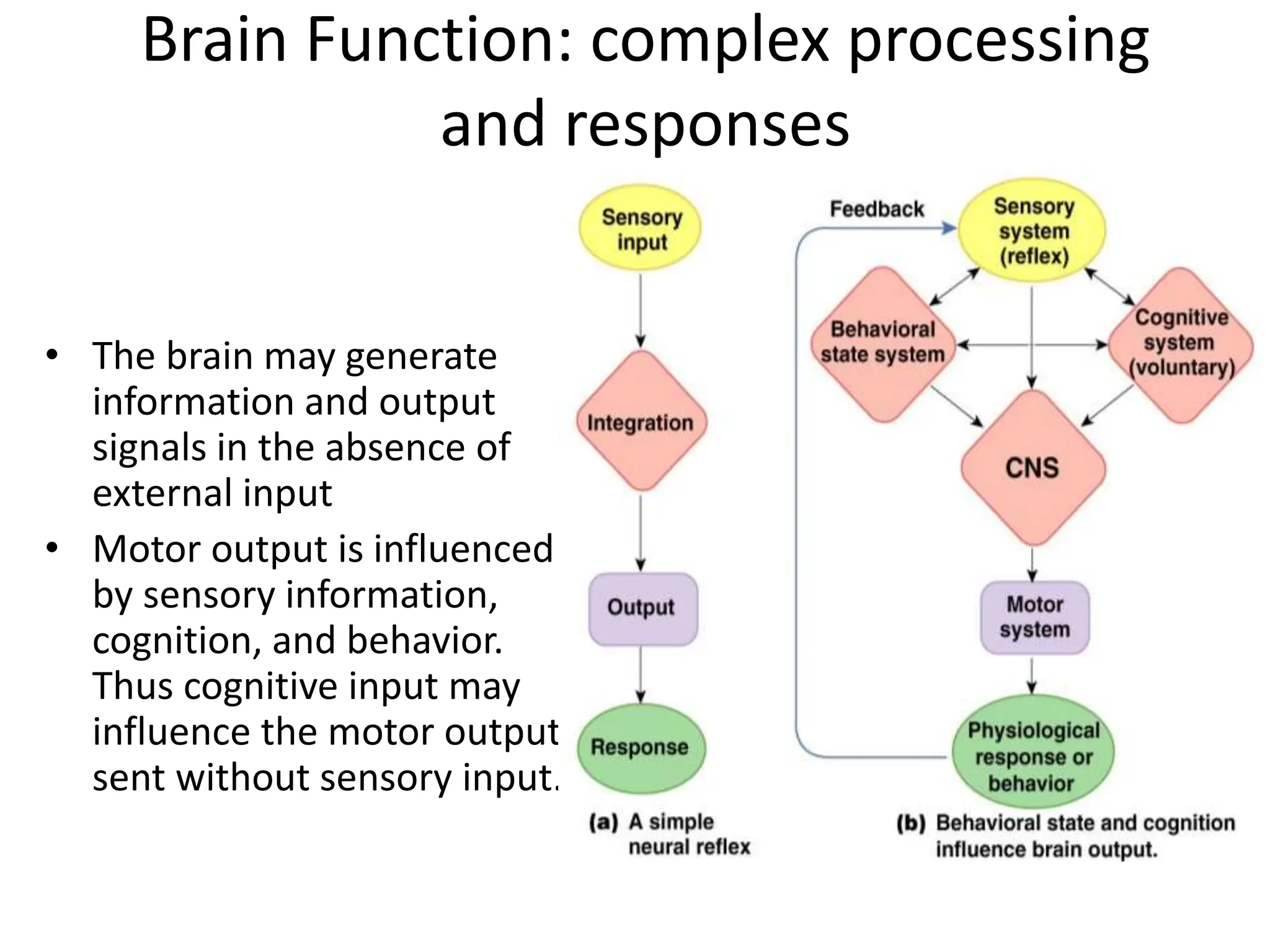 Brain Function: complex processing
and responses
• The brain may generate
information and output
signals in the absence of
external input
• Motor output is influenced
by sensory information,
cognition, and behavior.
Thus cognitive input may
influence the motor output
sent without sensory input.
 