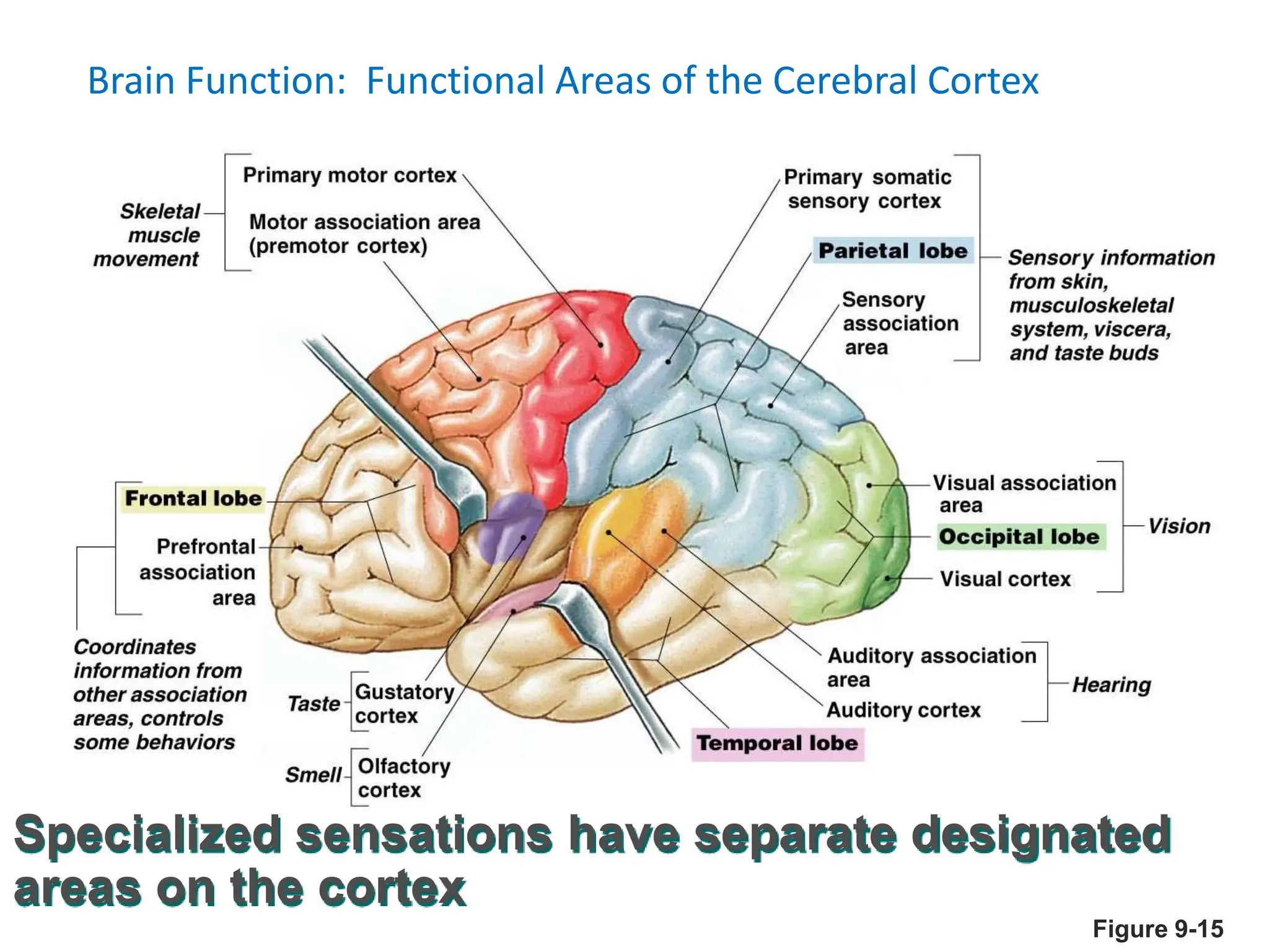 Brain Function: Functional Areas of the Cerebral Cortex
Figure 9-15
Specialized sensations have separate designated
areas on the cortex
 