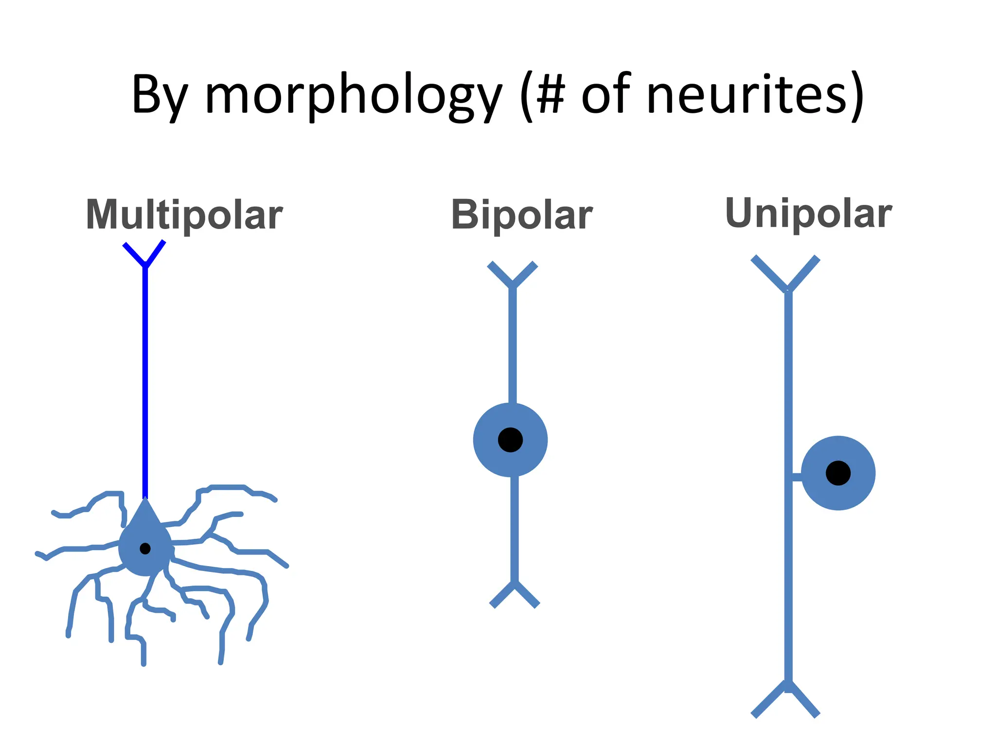 Unipolar
Bipolar
Multipolar
By morphology (# of neurites)
 