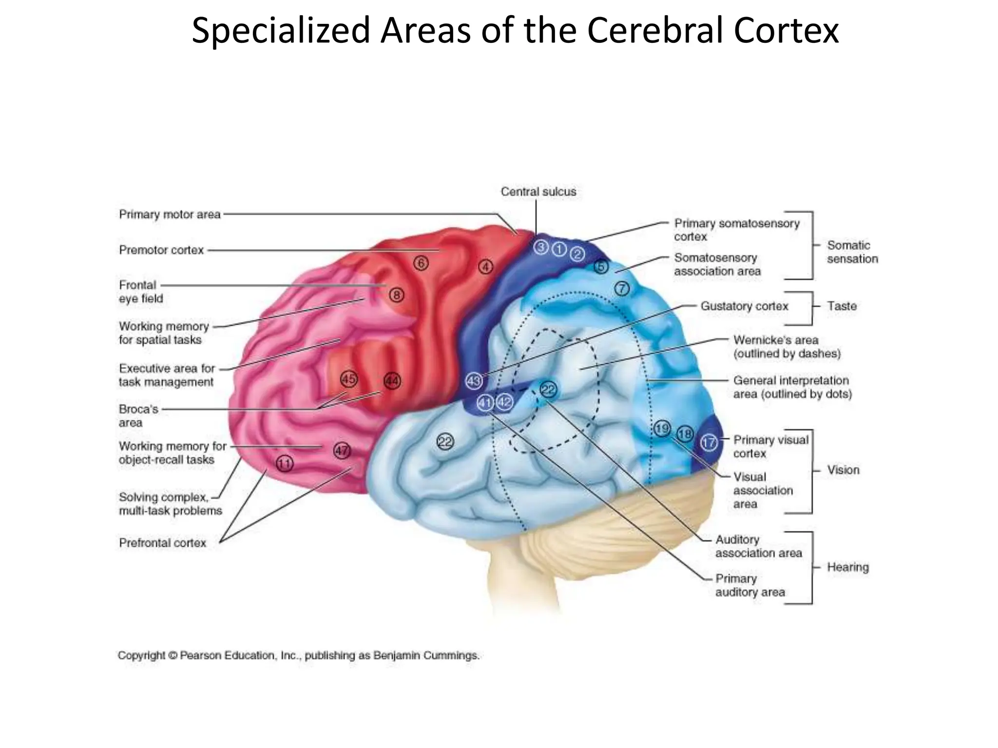 Specialized Areas of the Cerebral Cortex
 
