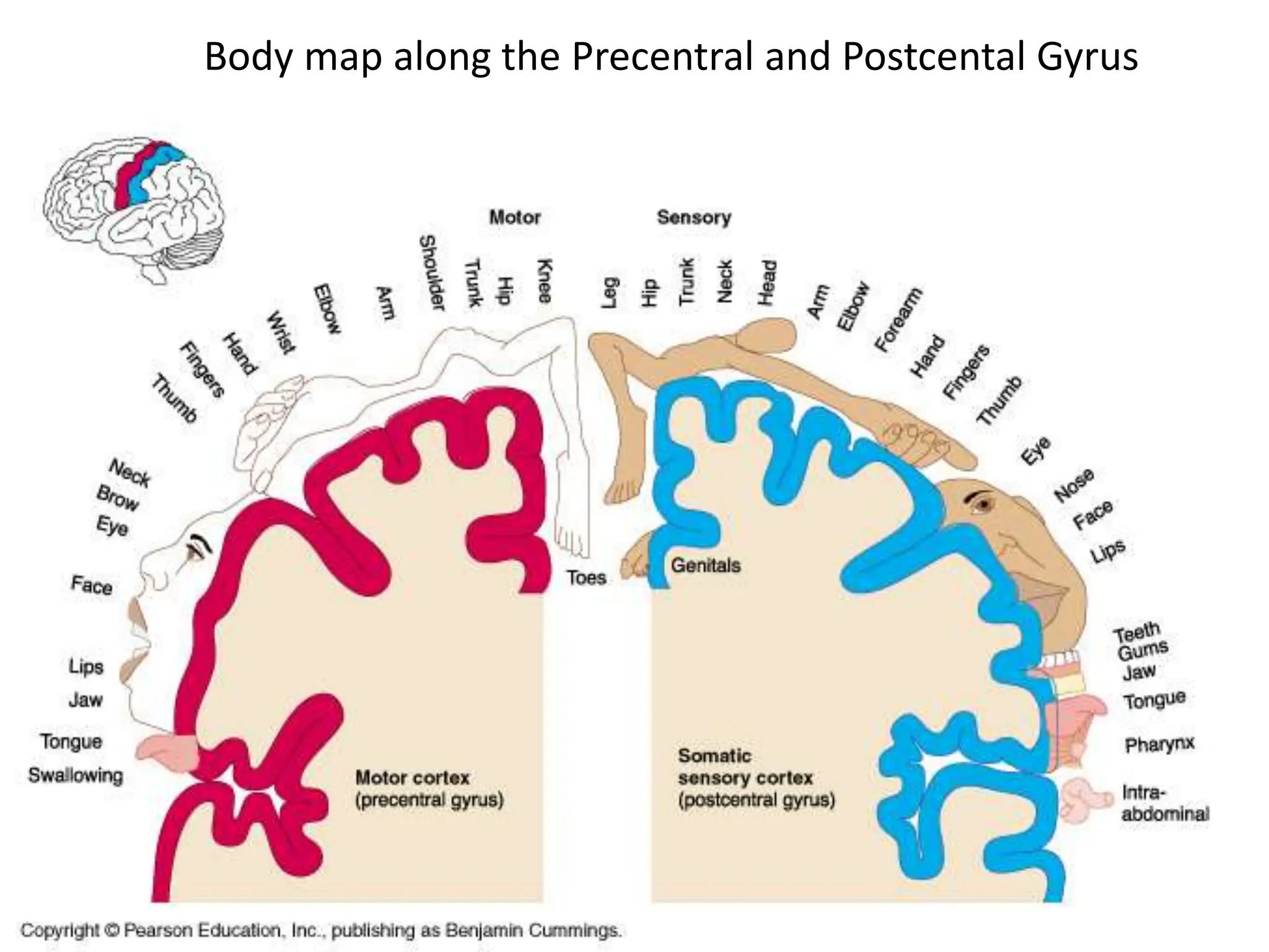 Body map along the Precentral and Postcental Gyrus
 