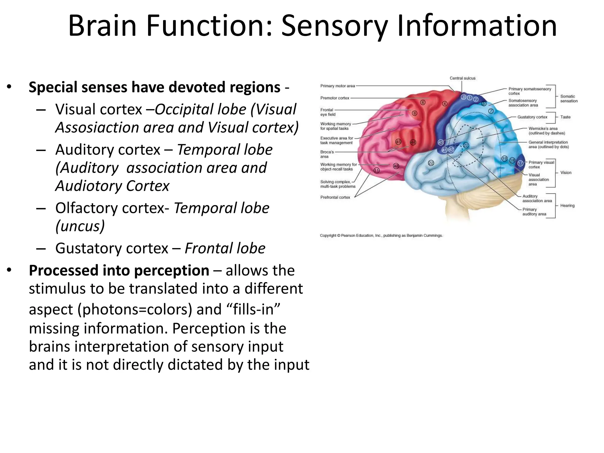 Brain Function: Sensory Information
• Special senses have devoted regions -
– Visual cortex –Occipital lobe (Visual
Assosiaction area and Visual cortex)
– Auditory cortex – Temporal lobe
(Auditory association area and
Audiotory Cortex
– Olfactory cortex- Temporal lobe
(uncus)
– Gustatory cortex – Frontal lobe
• Processed into perception – allows the
stimulus to be translated into a different
aspect (photons=colors) and “fills-in”
missing information. Perception is the
brains interpretation of sensory input
and it is not directly dictated by the input
 