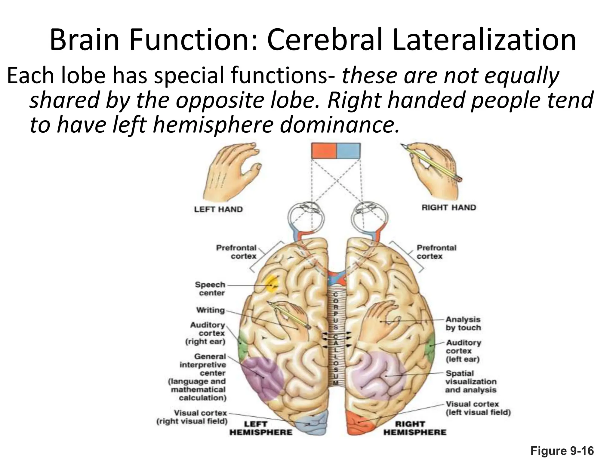 Brain Function: Cerebral Lateralization
Each lobe has special functions- these are not equally
shared by the opposite lobe. Right handed people tend
to have left hemisphere dominance.
Figure 9-16
 